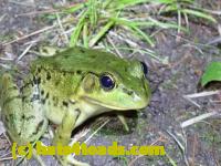 /home//u458753944/public_html/sourcegallery//Frogs/More bullfrogs/P8170144.JPG